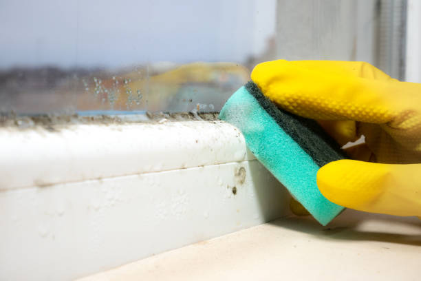 Certified Mold Removal in Republic, MO