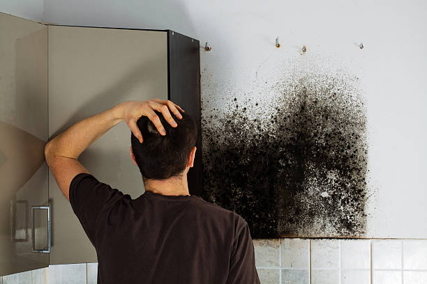 Best Mold Removal Process  in Republic, MO